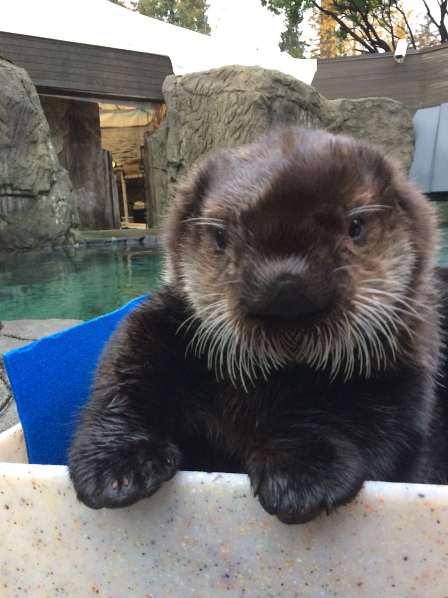 Picture of Rialto Sea Otter