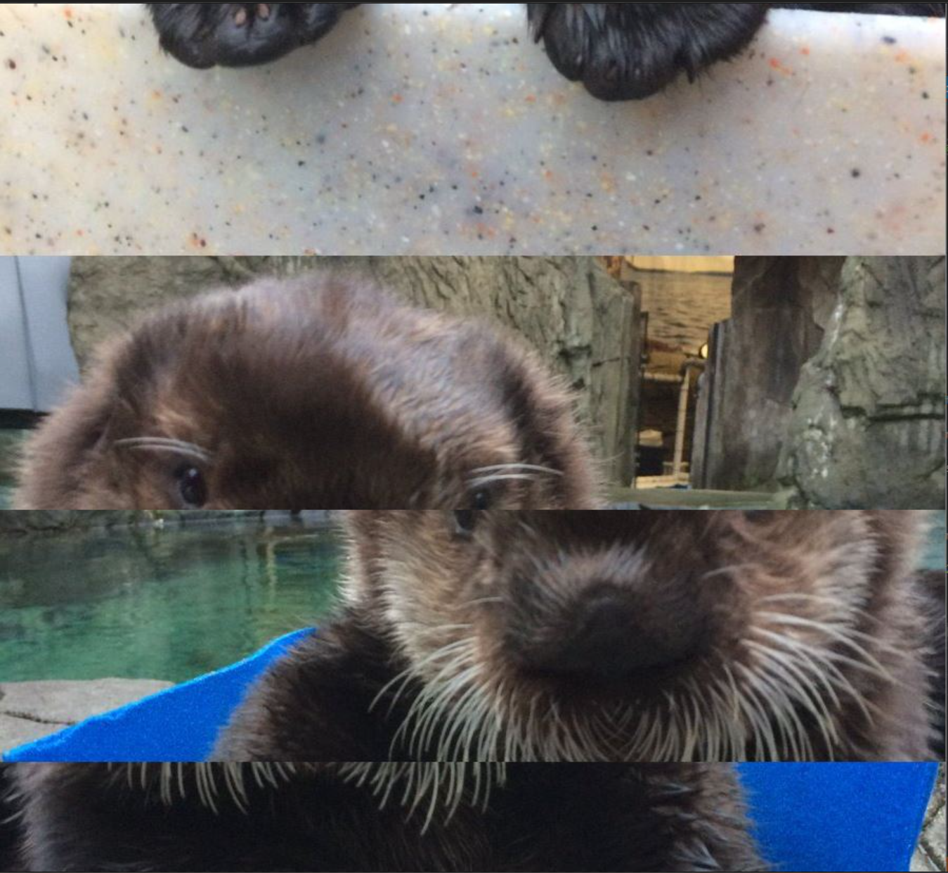 Horizontally manipulated image of Rialto the Sea Otter.