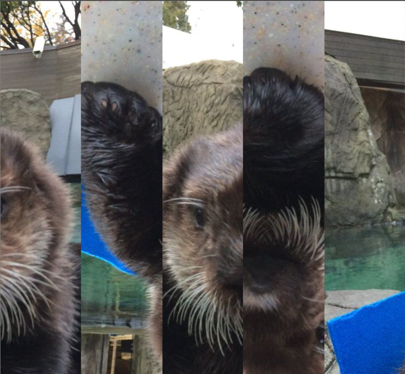 Vertically manipulated image of Rialto the Sea Otter.